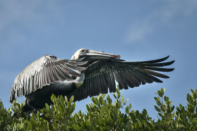 Low angle view of bird flying against sky