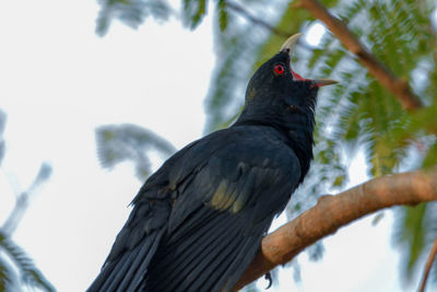 Low angle view of bird perching on branch