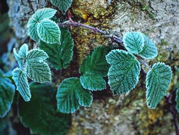 Close-up of frozen leaves