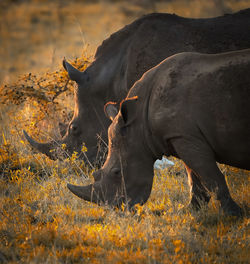 Rhinoceros standing on field