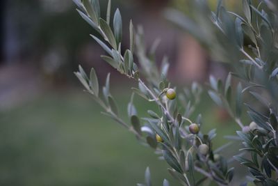 Close-up of flowering plant