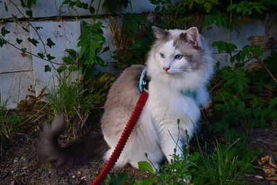 Maui the ragdoll cat on his daily walk.