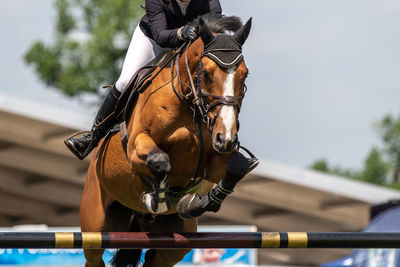 Man riding horse