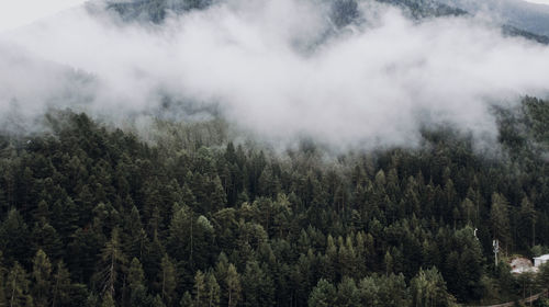 Panoramic view of pine trees in forest against sky