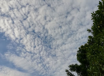 Low angle view of tree against cloudy sky