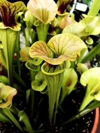 Close-up of flowers blooming outdoors