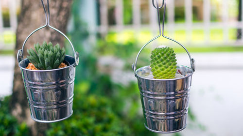 Close-up of succulent plants in buckets hanging outdoors