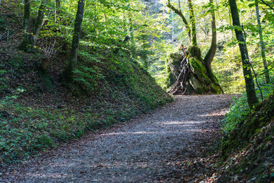 Road amidst trees in forest