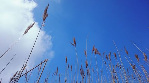 Low angle view of blue sky