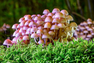 Close-up of mushrooms growing on field