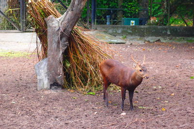 Horse on tree