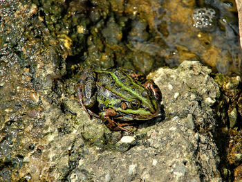 Close-up of lizard on rock