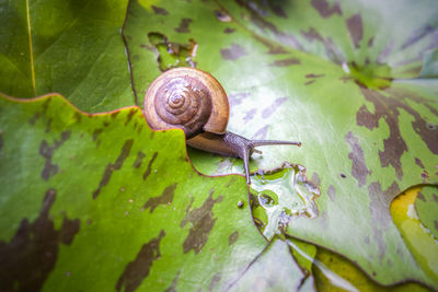 Close-up of snail on green leaves