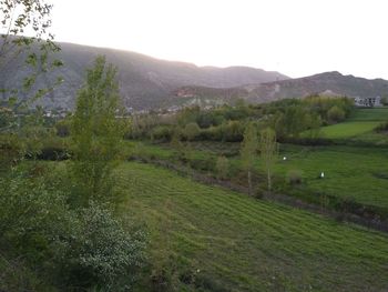 Scenic view of agricultural field against sky