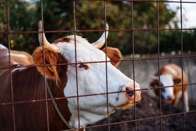 Sheep in a fence