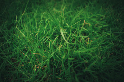 Close-up of grass on field