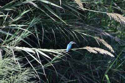 High angle view of bird perching on grass