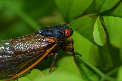 Close-up of insect on leaves