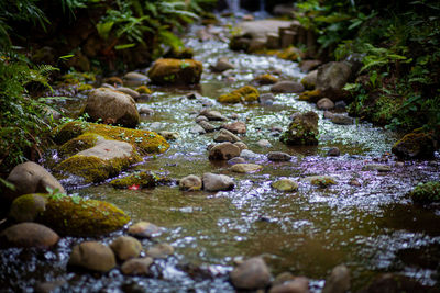 Rocks in stream