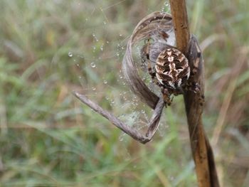 Close-up of spider on web