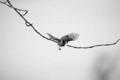 Low angle view of bird flying against the sky