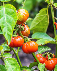 Close-up of tomatoes on plant