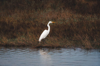 Bird in lake