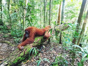 Monkey on tree in forest