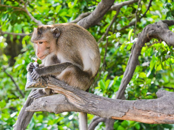 Monkey sitting on tree