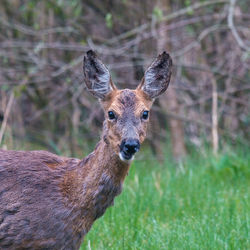 Portrait of deer
