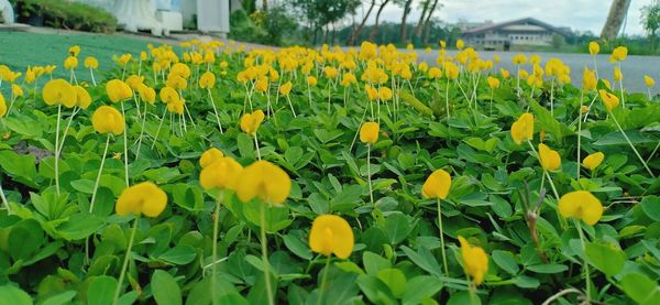 Close-up of yellow flowering plants on field