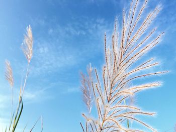 Low angle view of plants against blue sky