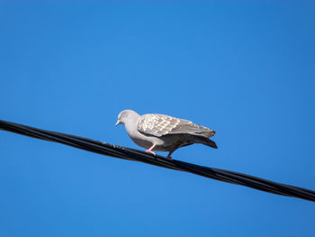 Low angle view of seagull perching on wall