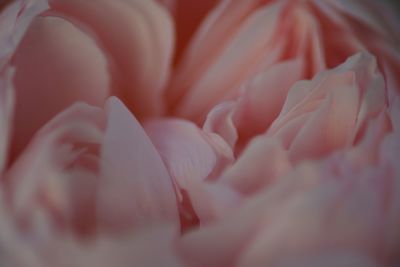 Full frame shot of pink rose flower