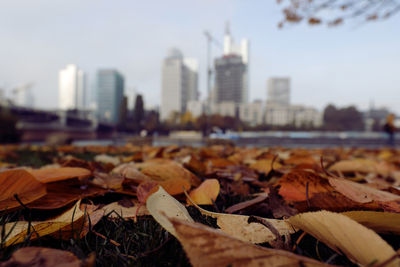 Close-up of autumn leaves in city