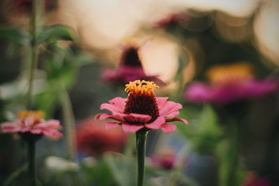 Close-up of pink flowering plant