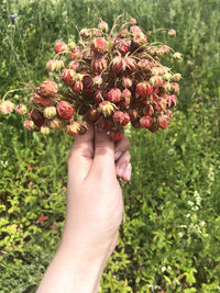 Close-up of hand holding flowering plant