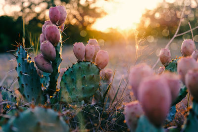 Close-up of prickly pear cactus plants during sunset