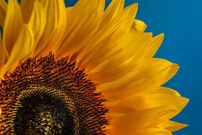 Low angle view of sunflower