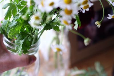 Close-up of hand holding flowering plant