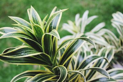 Close-up of plants