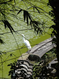 Bird perching on a tree