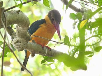 Low angle view of parrot perching on tree