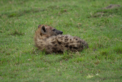 Spotted hyena lays down and relaxes in the grass on the masai mara, kenya.