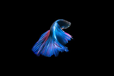 Close-up of multi colored flowers