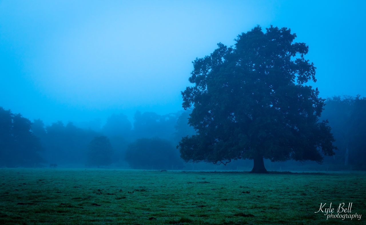 TREES ON FIELD AGAINST SEA