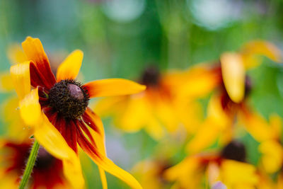 Close-up of yellow flower blooming outdoors