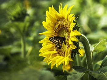 Black swallowtail butterfly on a sunflower