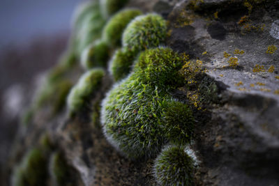 Close-up of moss on rock