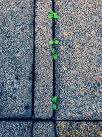 Close-up of plants growing on concrete wall